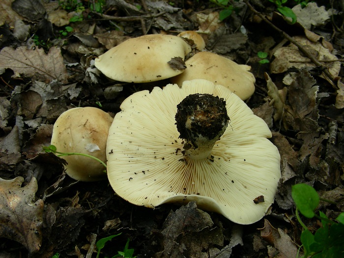 610 Marzo vecchio ritrovamento